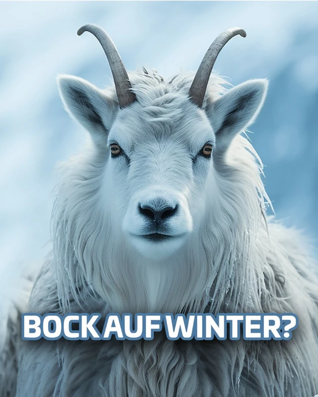 Steinbock Winter